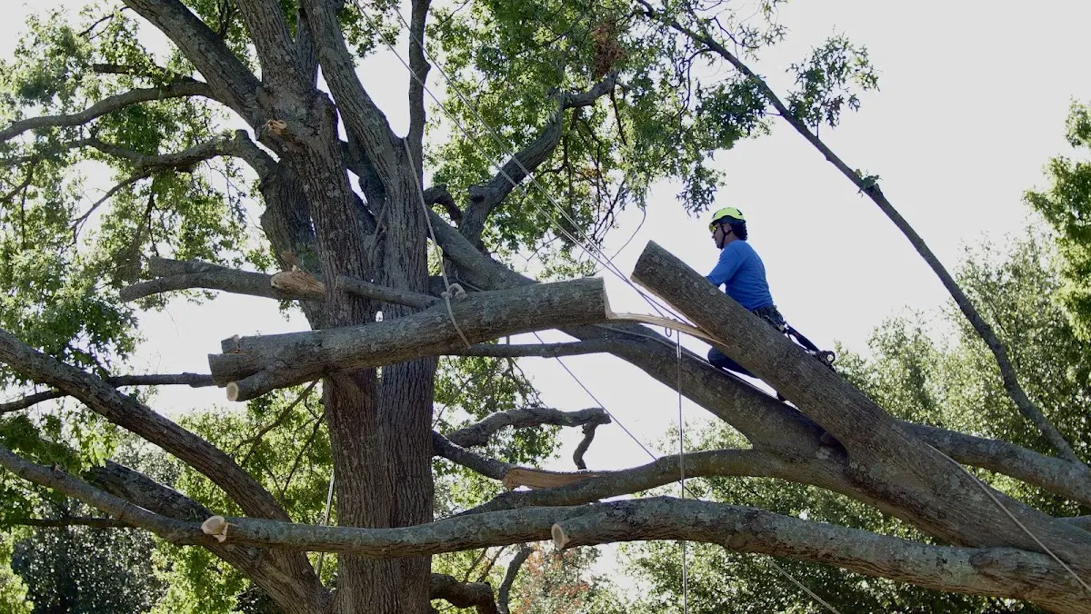 Professional Crown Thinning performed by certified arborists in Center